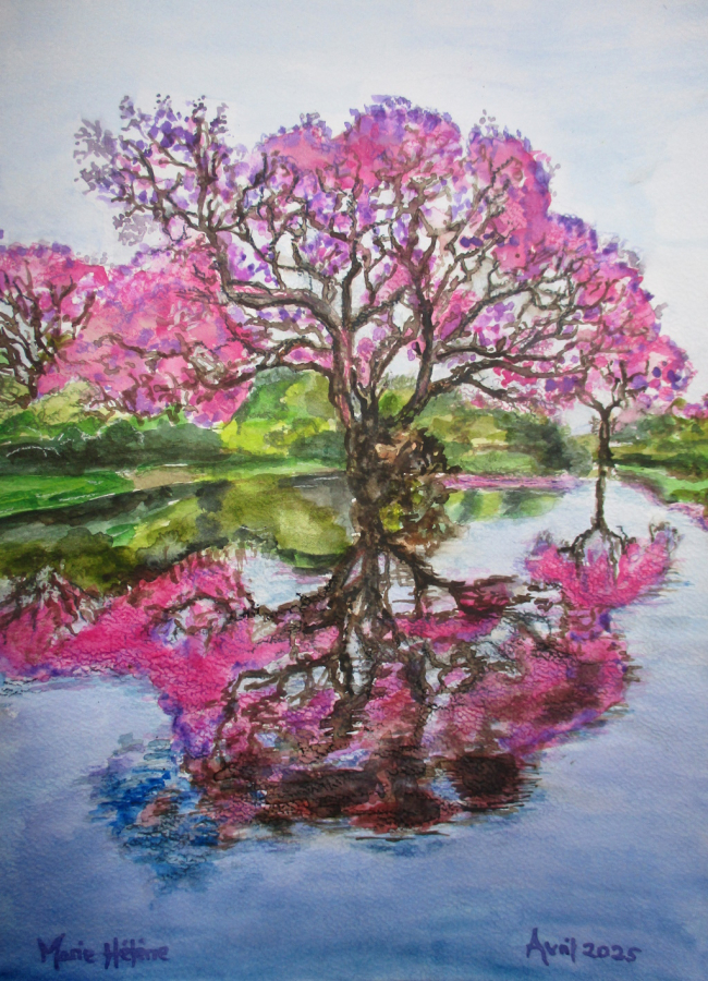 Lapacho, arbre de vie